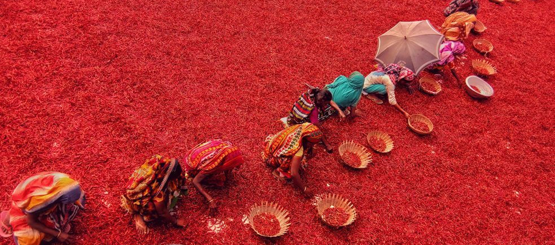 Indian chilli exporters