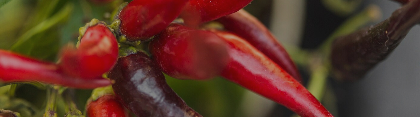 C Indian Spices | Indian Spice Exporter – Dry Red Chilli & Turmeric Supplier