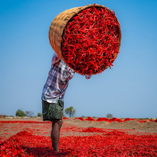 C Indian Spices | Indian Spice Exporter – Dry Red Chilli & Turmeric Supplier