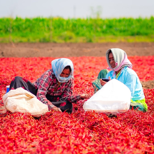 C Indian Spices | Indian Spice Exporter – Dry Red Chilli & Turmeric Supplier
