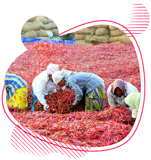 C Indian Spices | Indian Spice Exporter – Dry Red Chilli & Turmeric Supplier